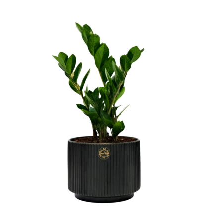 Fresh Plants